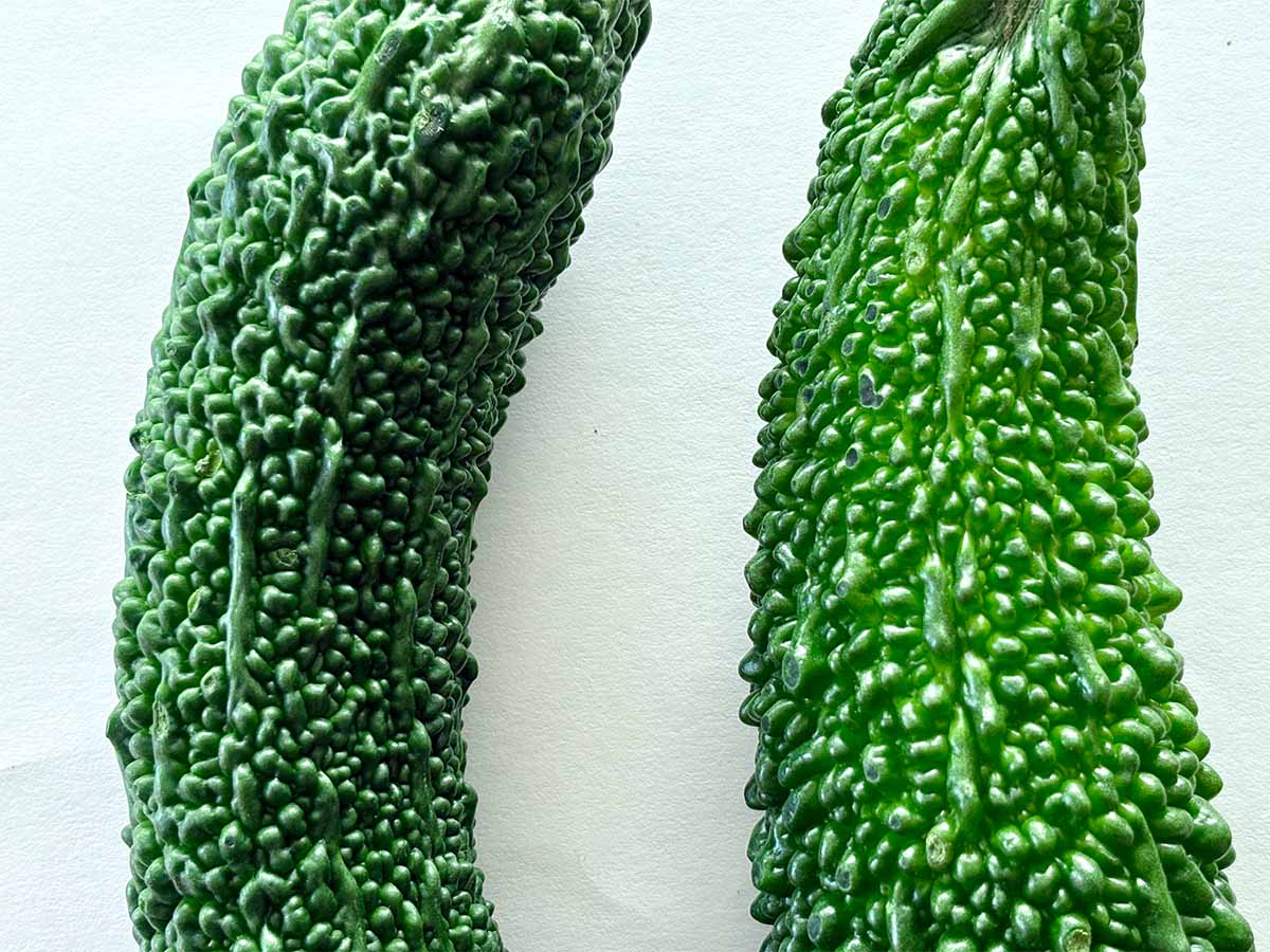 新鮮で美味しいゴーヤの選び方のコツ